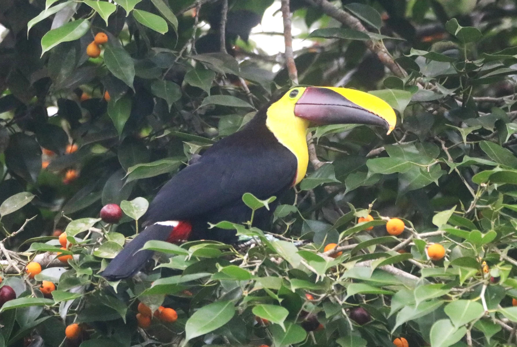 Manuel Antonio (nearby context)